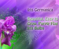 6 Purple Flowering Tall Bearded Iris Rhizomes, Purple Heirloom (TB) Iris bulb