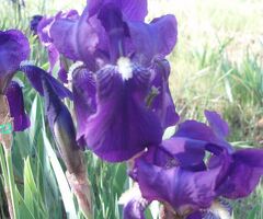 6 Purple Flowering Tall Bearded Iris Rhizomes, Purple Heirloom (TB) Iris bulb