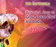 Iris Rhizomes, 6 Heirloom Indian Chief (TB)  Tall Bearded Iris Flowers