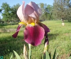 Iris Rhizomes, 6 Heirloom Indian Chief (TB)  Tall Bearded Iris Flowers