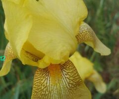 Iris Rhizomes, 6 Yellow Heirloom (TB) Irises, Tall Bearded Yellow Iris Flowers