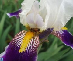 6 Heirloom Wabash Bearded Iris (TB) Iris Rhizomes, Tall Bearded Iris Flowers