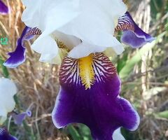 6 Heirloom Wabash Bearded Iris (TB) Iris Rhizomes, Tall Bearded Iris Flowers