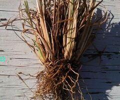 Ornamental Grass Plants, 6 Bare Root Plants
