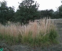 Ornamental Grass Plants, 6 Bare Root Plants
