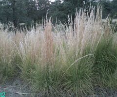 Ornamental Grass Plants, 6 Bare Root Plants