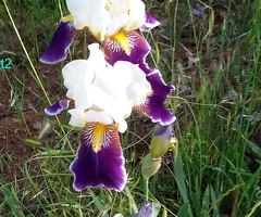 6 Heirloom Wabash Bearded Iris (TB) Iris Rhizomes, Tall Bearded Iris Flowers